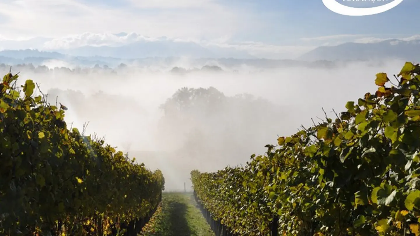 Cave des producteurs de Jurançon - Gan - la brume sur les vignes