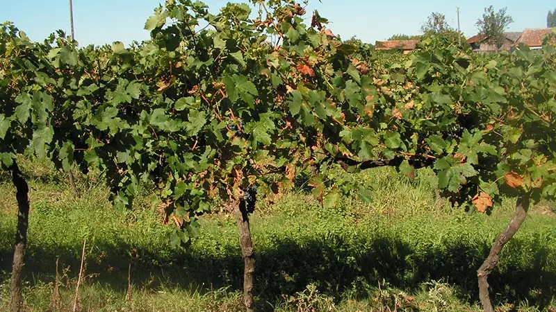 ginestet-vignes2