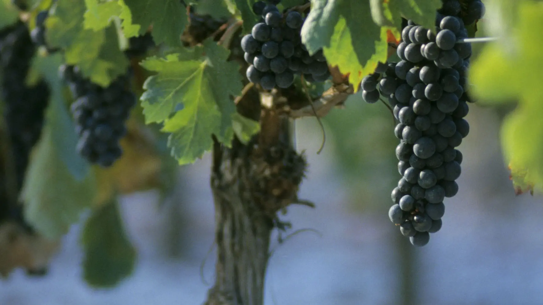 grappe raisin