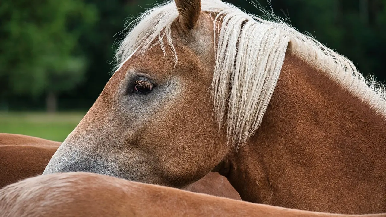 haflinger