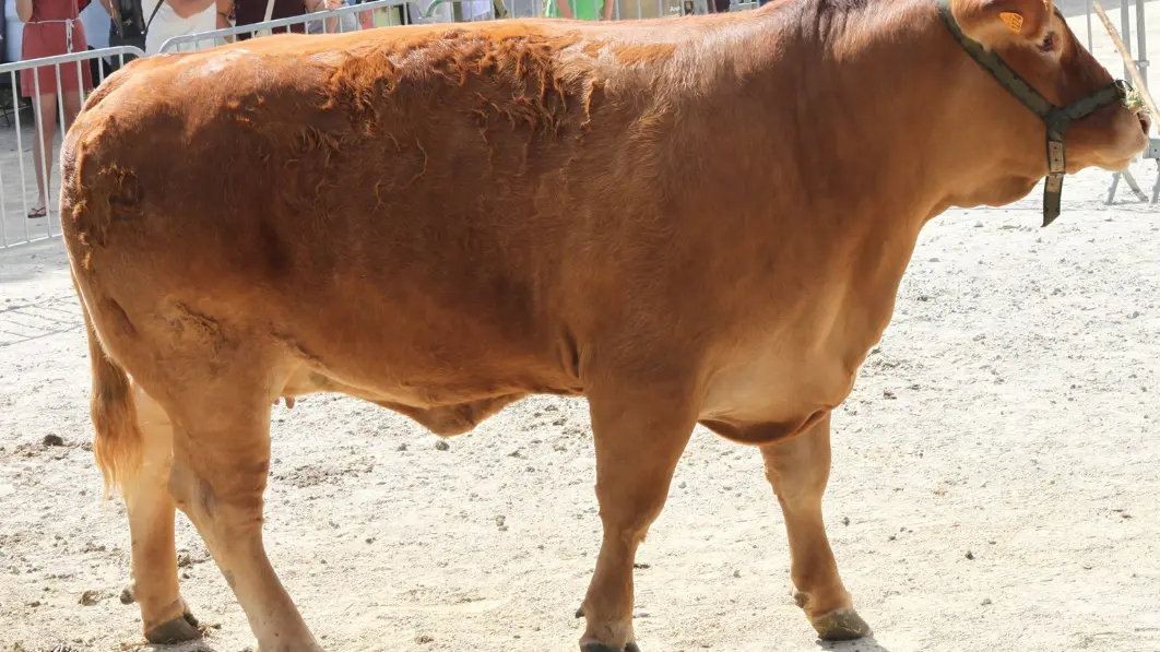 image vache