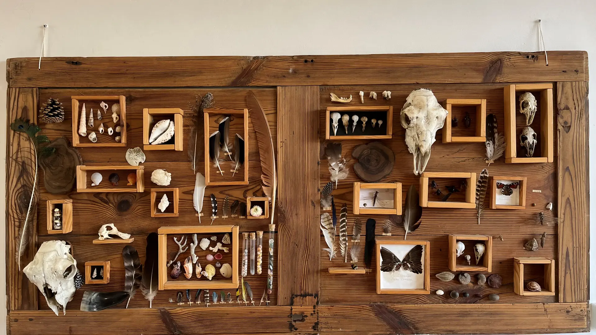 Cabinet de curiosités