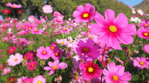 istockphoto-1195066019-612x612