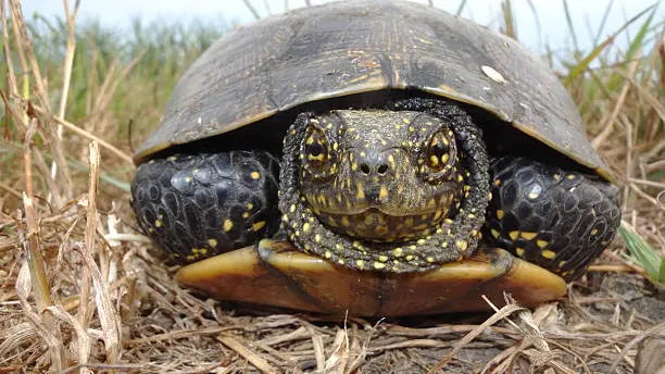 istockphoto-Cistude d'Europe