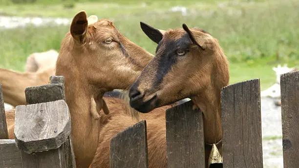 istockphoto_chèvres