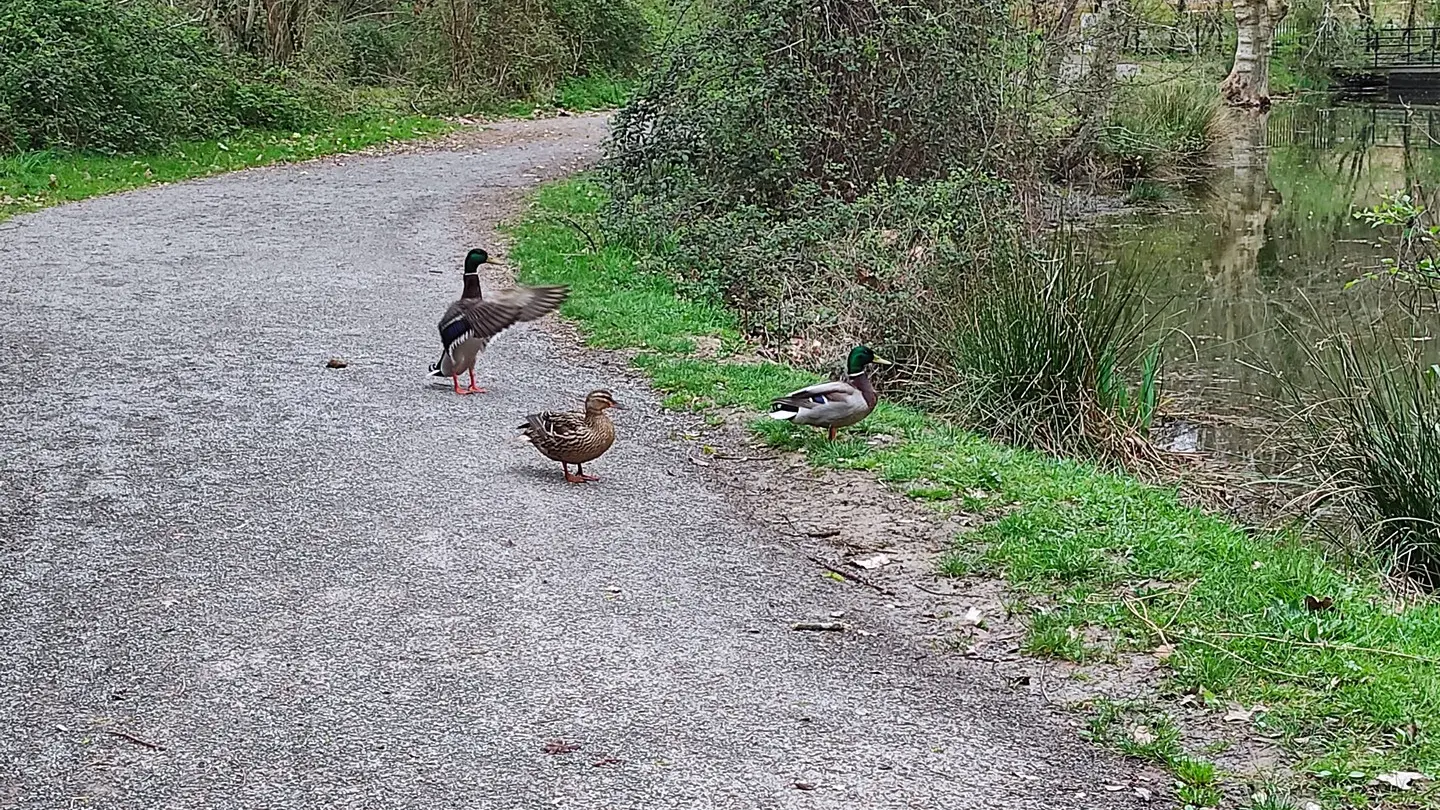Aire de jeux lac des Carolins - Lescar - les canards du lac