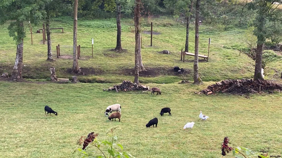 l'écopaturage des Fontanelles
