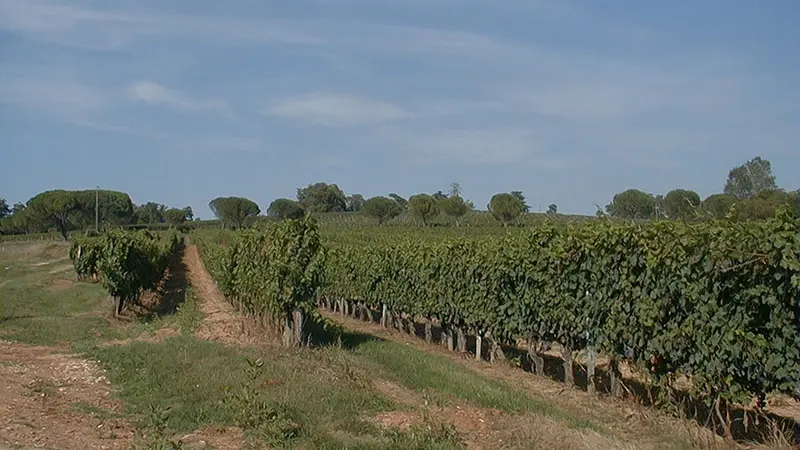 lembras-vignes