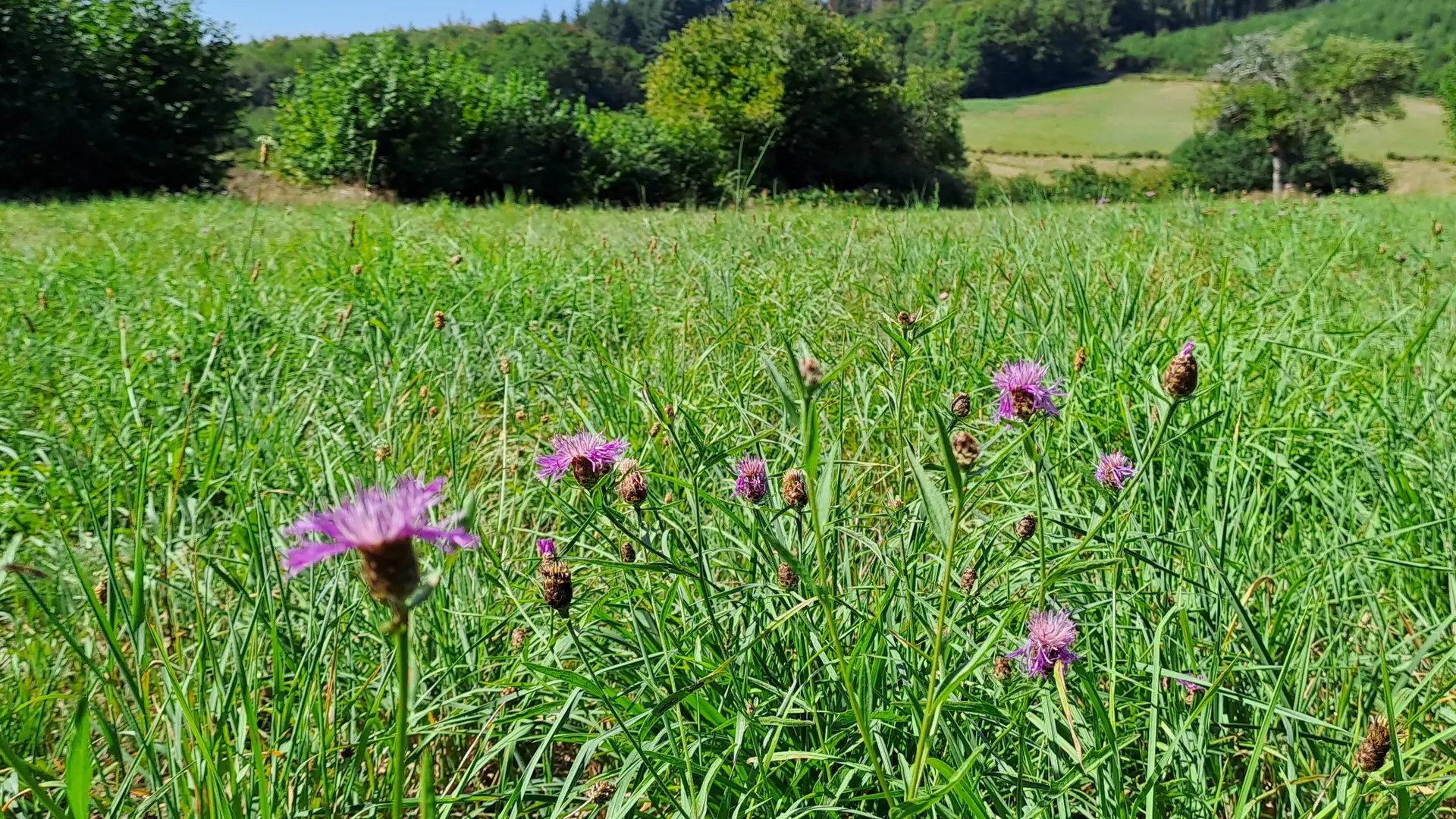 leschaumieresdebrameix prairie-nature