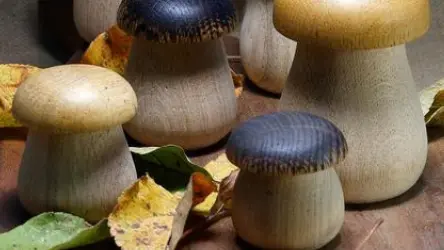 lunivers_du_champignon_2