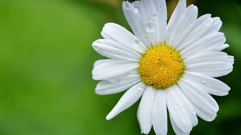 marguerite