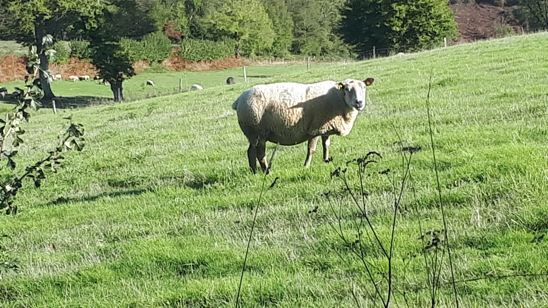 mouton
