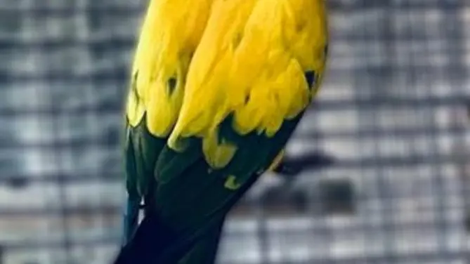 oiseaux 2025