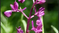 orchidée