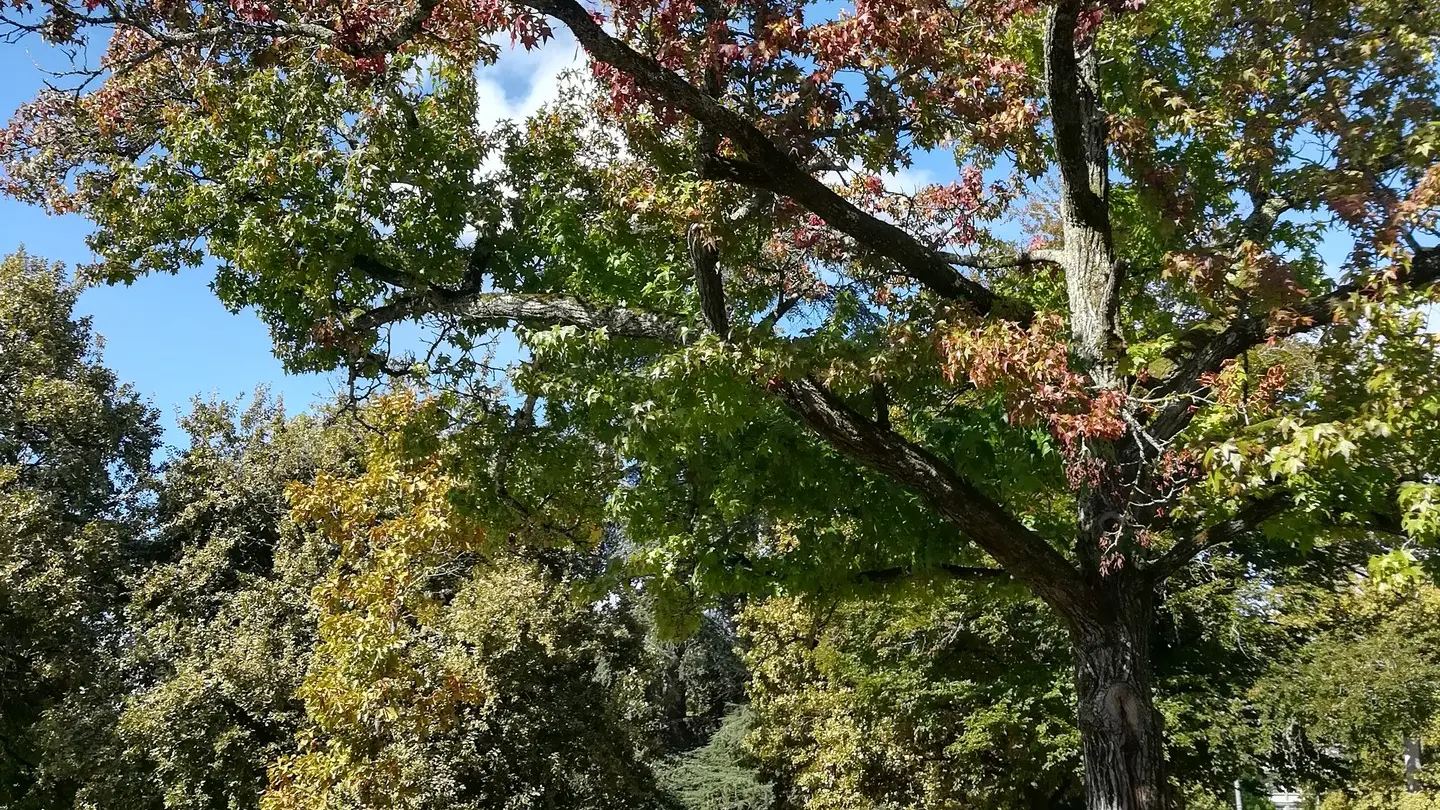 Parc Beaumont - Pau - les allées