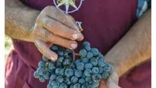 Grappe de raisin