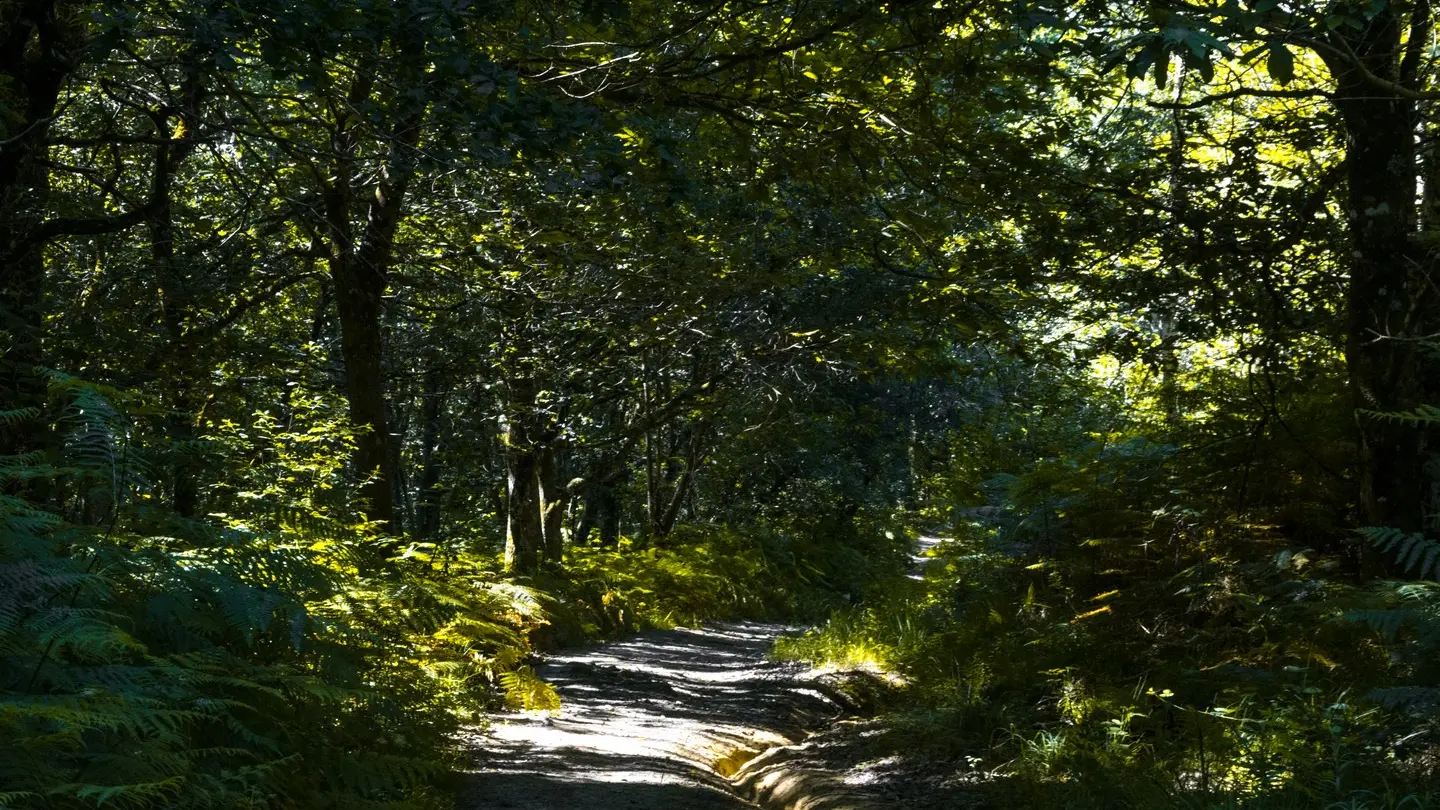 photo-rando-arbus-coteaux-du-bois-de-bas4