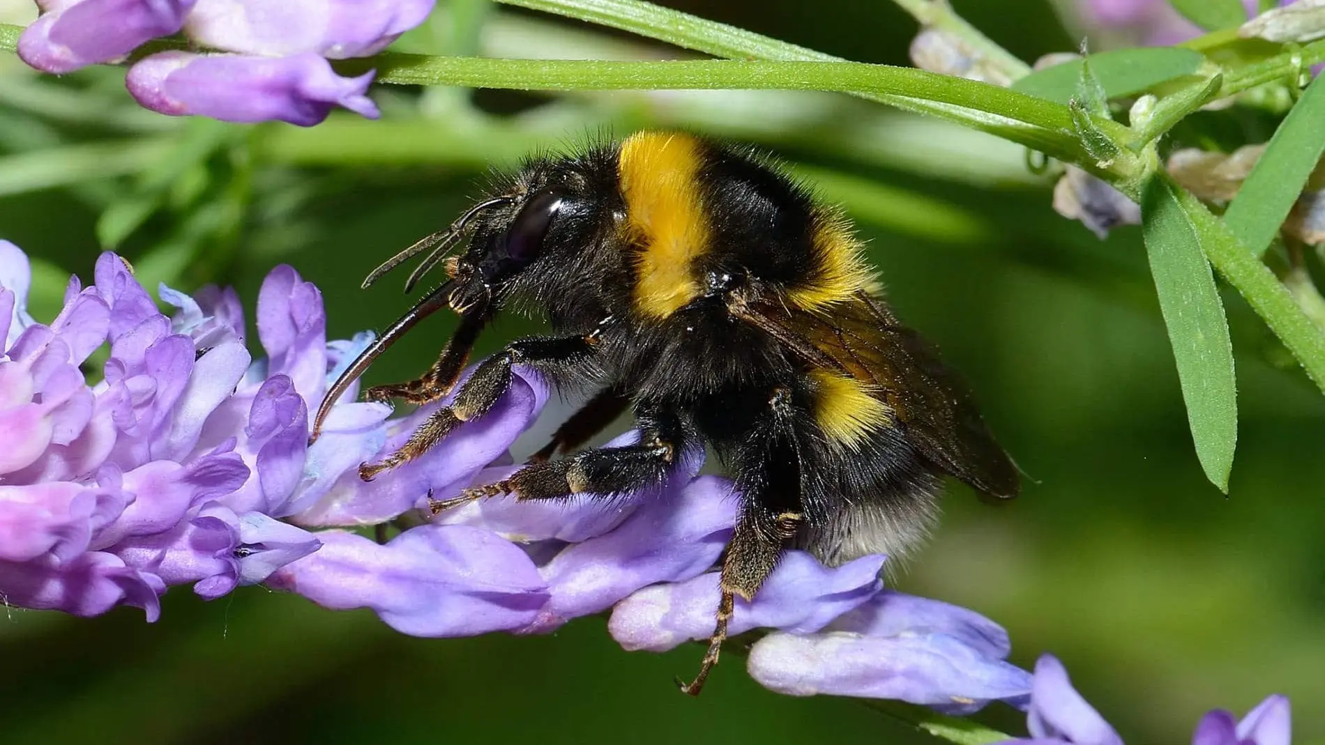 pollinisateur