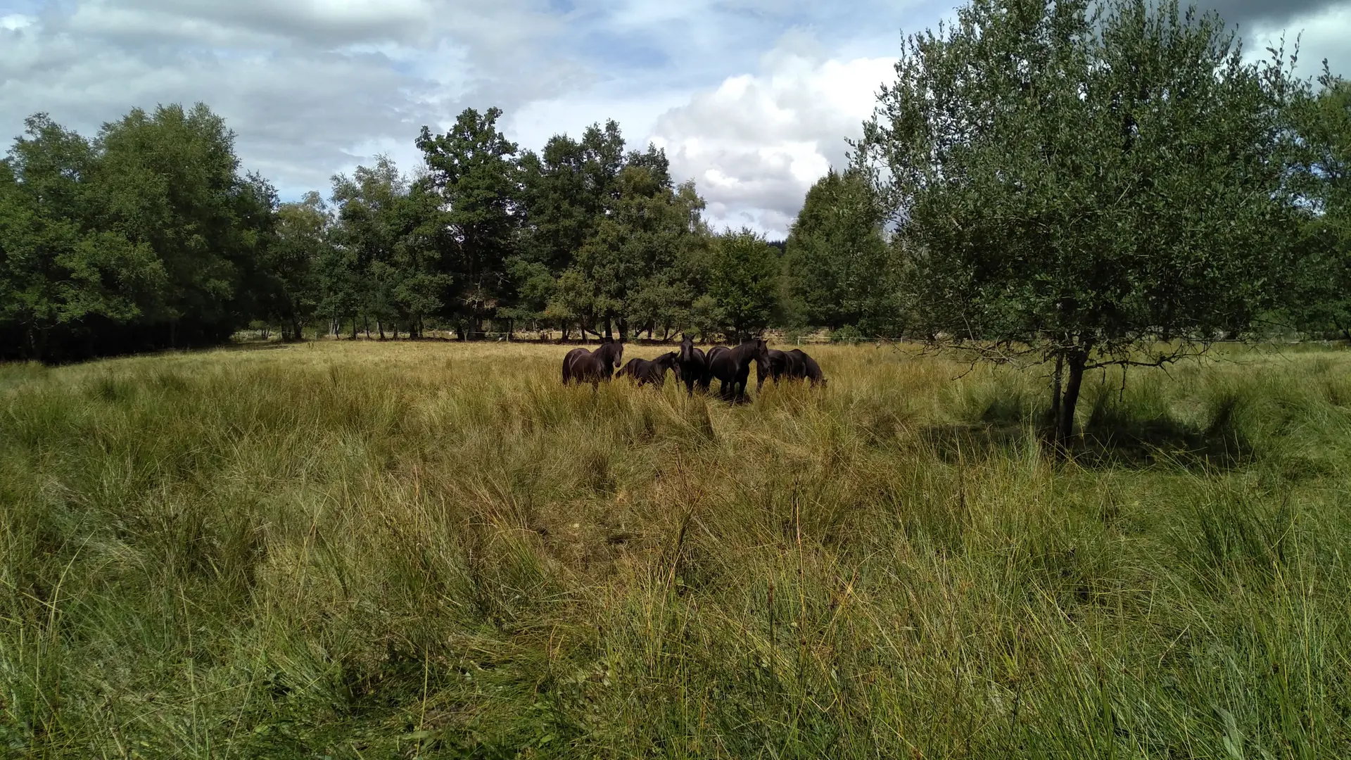 pré+chevaux