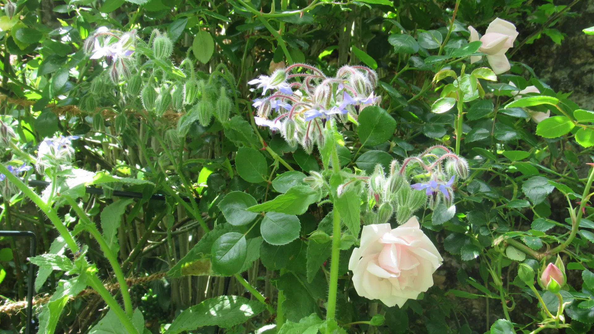 Rosier & Biodiversité