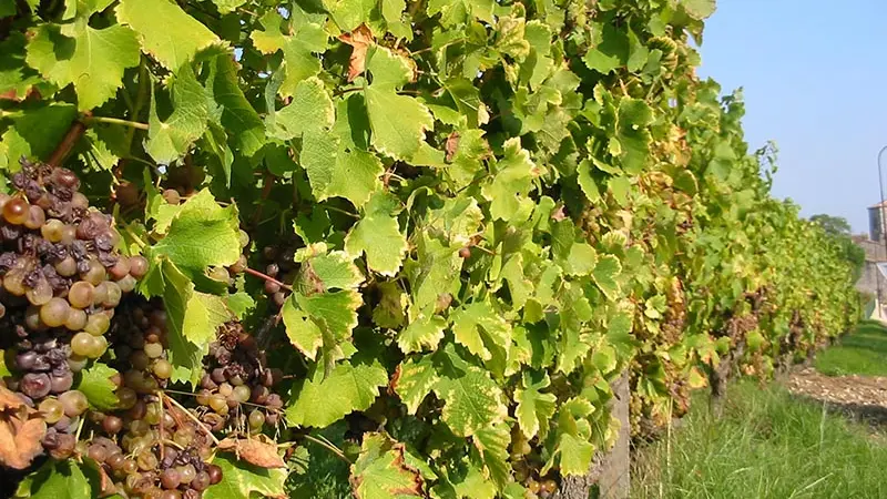 rouffignac-de-sigoules-vignes