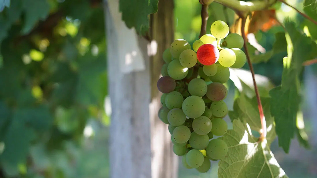 saint sauveur raisin