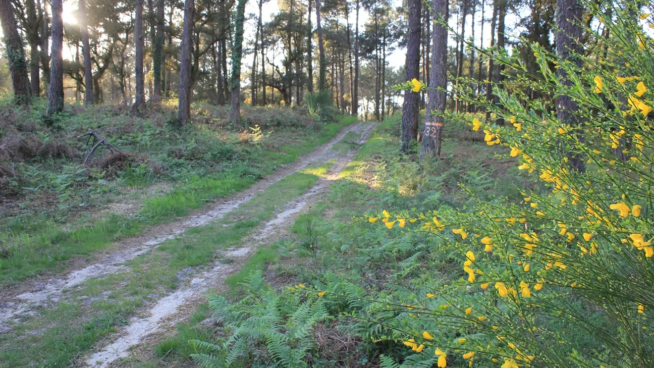 randonnée sur le sentier de la palombière