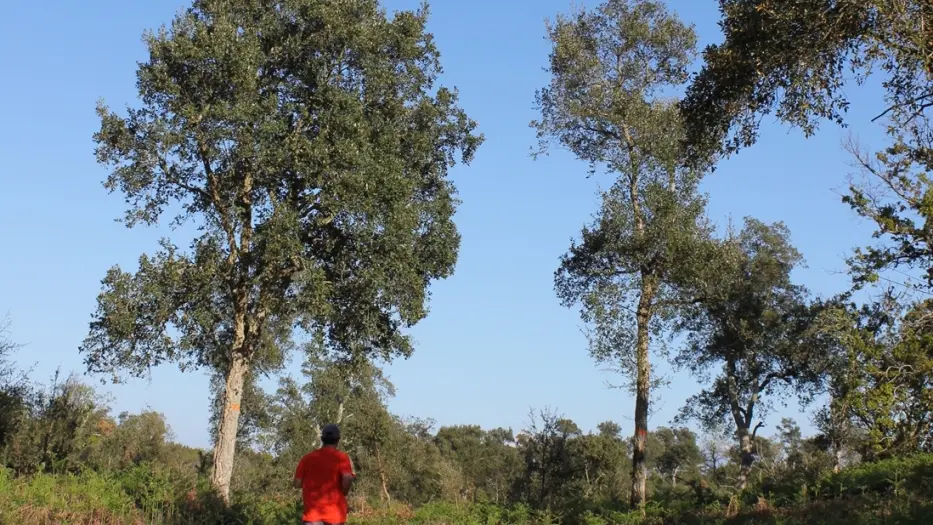 randonnée sur le sentier de la palombière