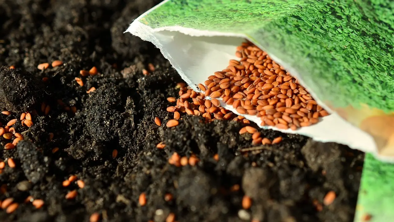 seeds (2)
