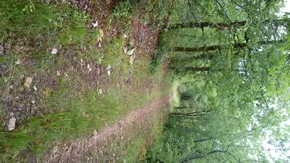 sous bois