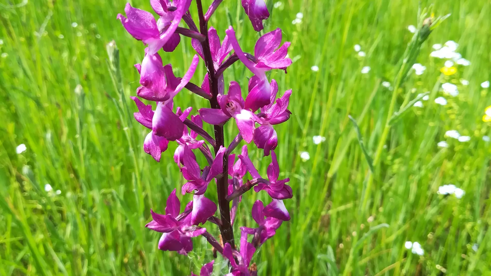 Orchis à Fleurs Laches