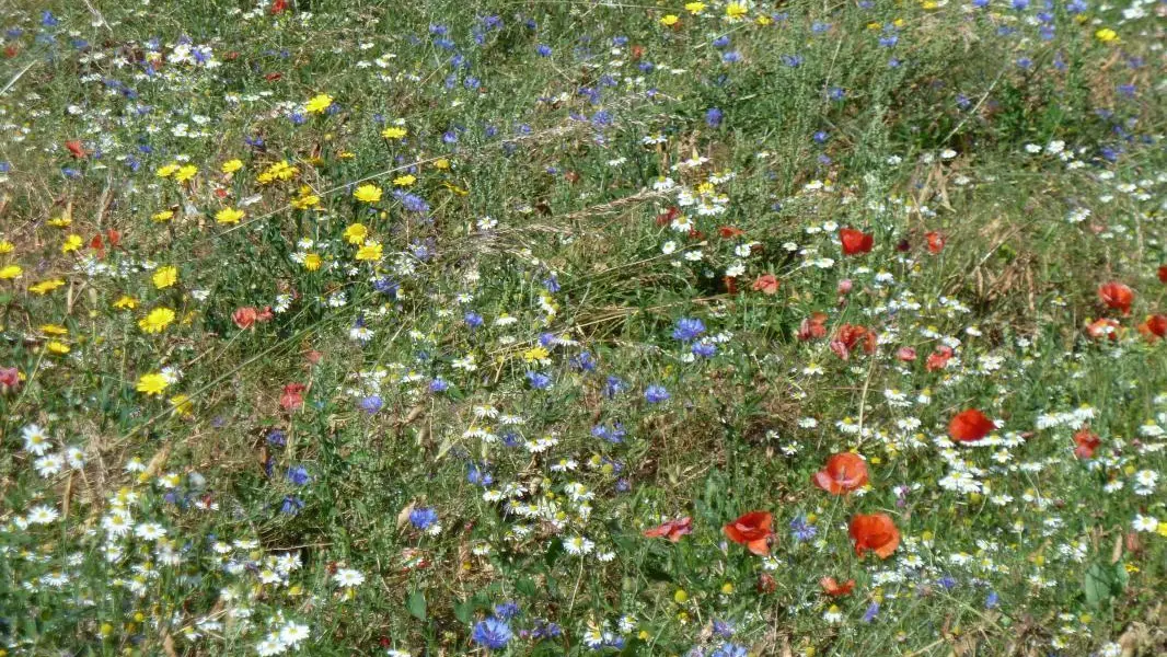 Ferme des Minières_8