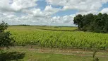 VUE SUR LES VIGNES