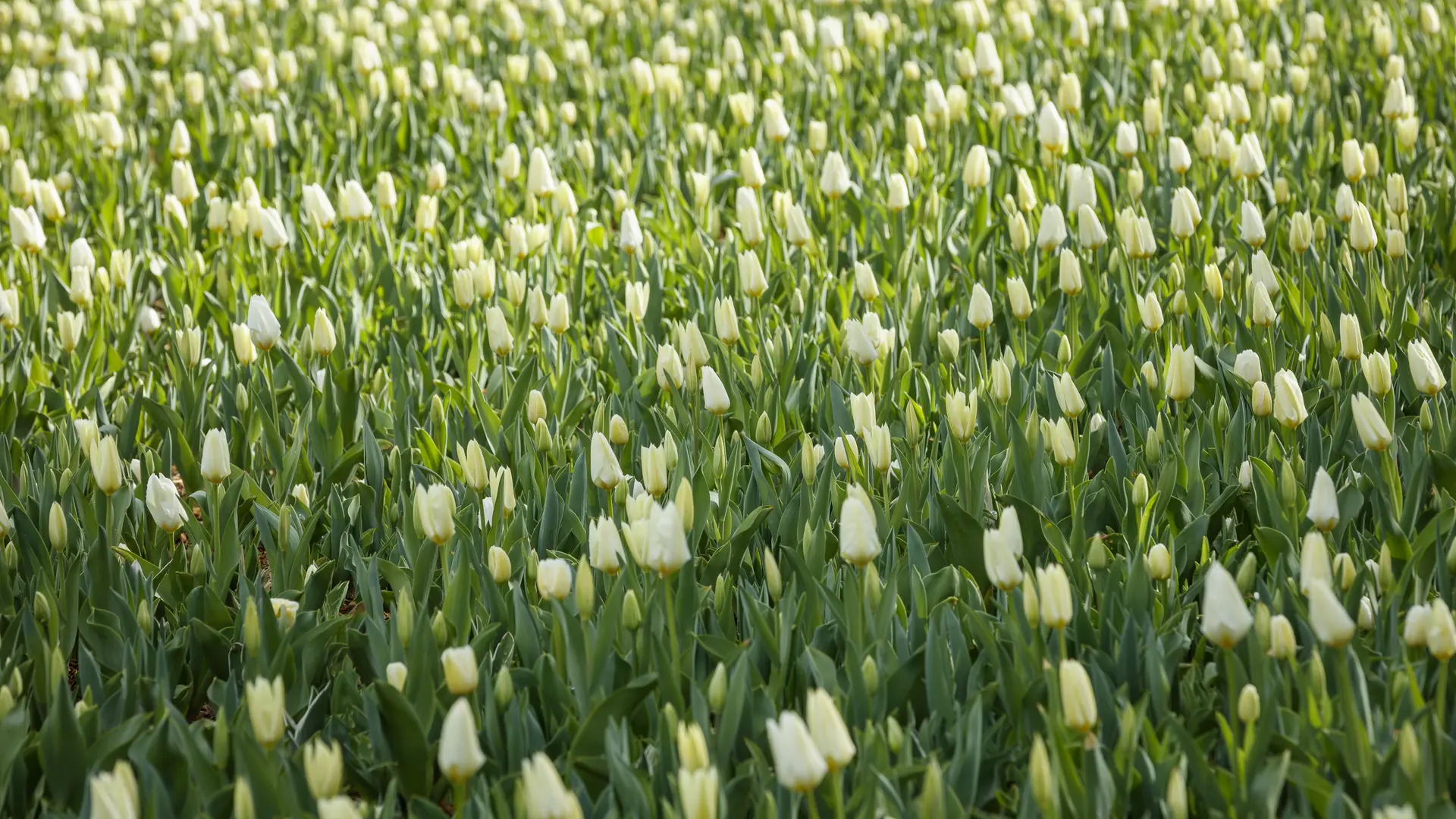 Rivière de tulipes