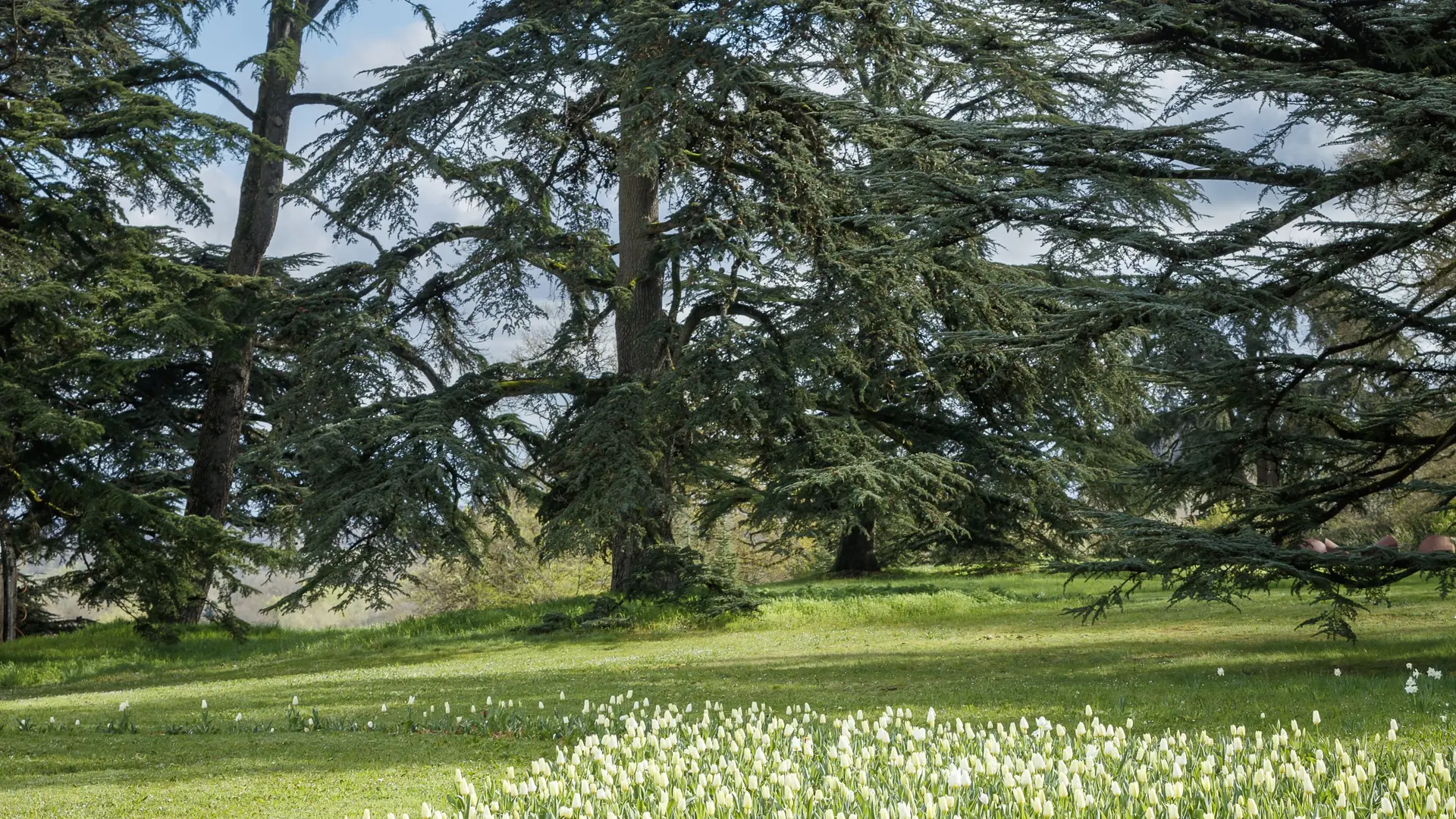 Rivière de tulipes