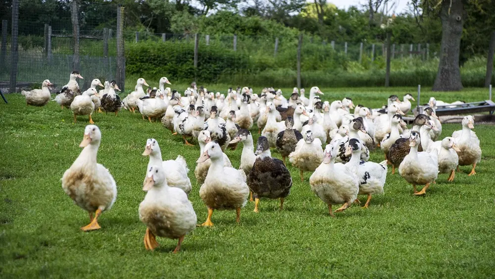 05 canards