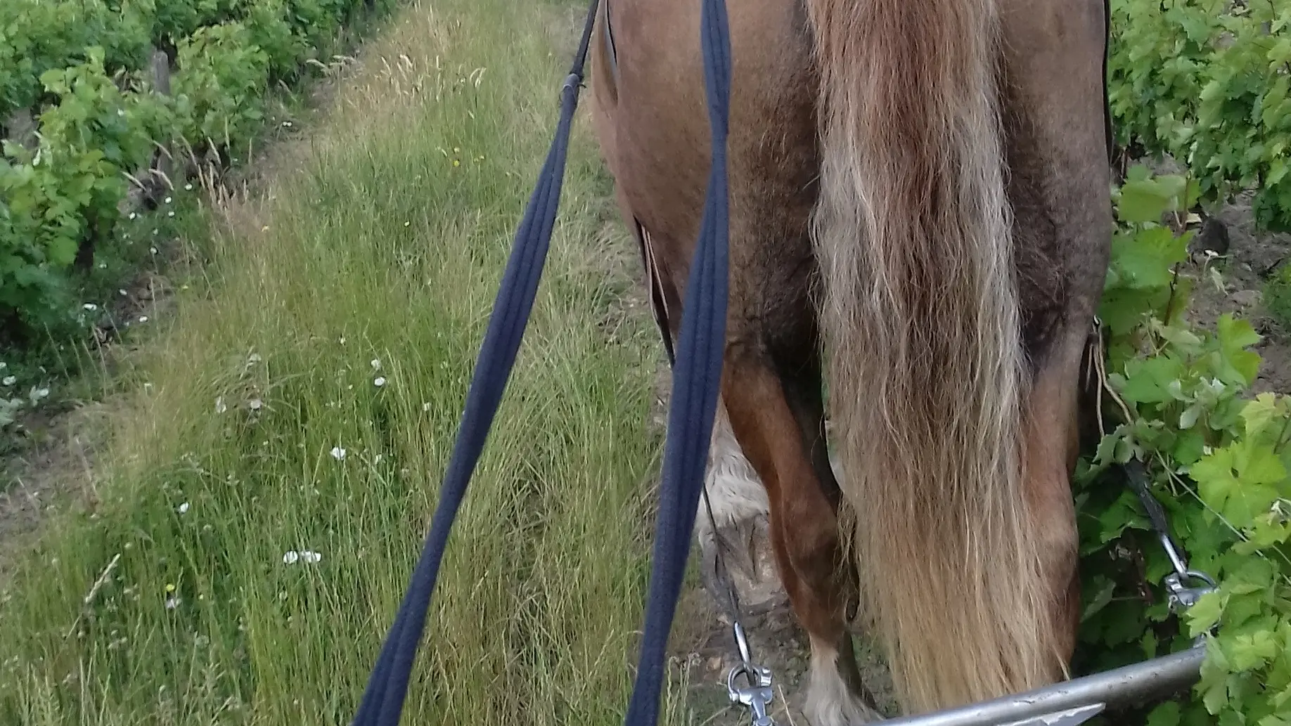 Traction animale dans nos vignes Trotte-Putain