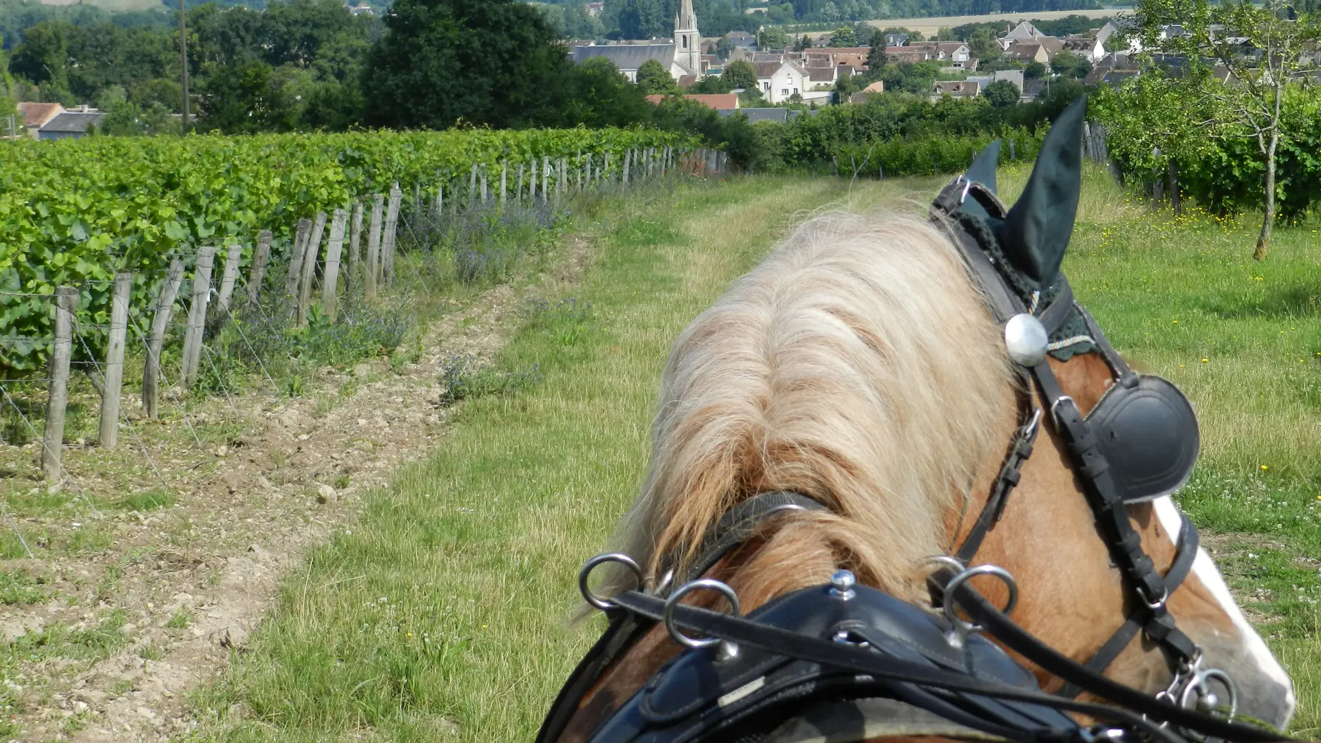 Promenade en calèche dans les vignes de Thoré-la-Rochette
