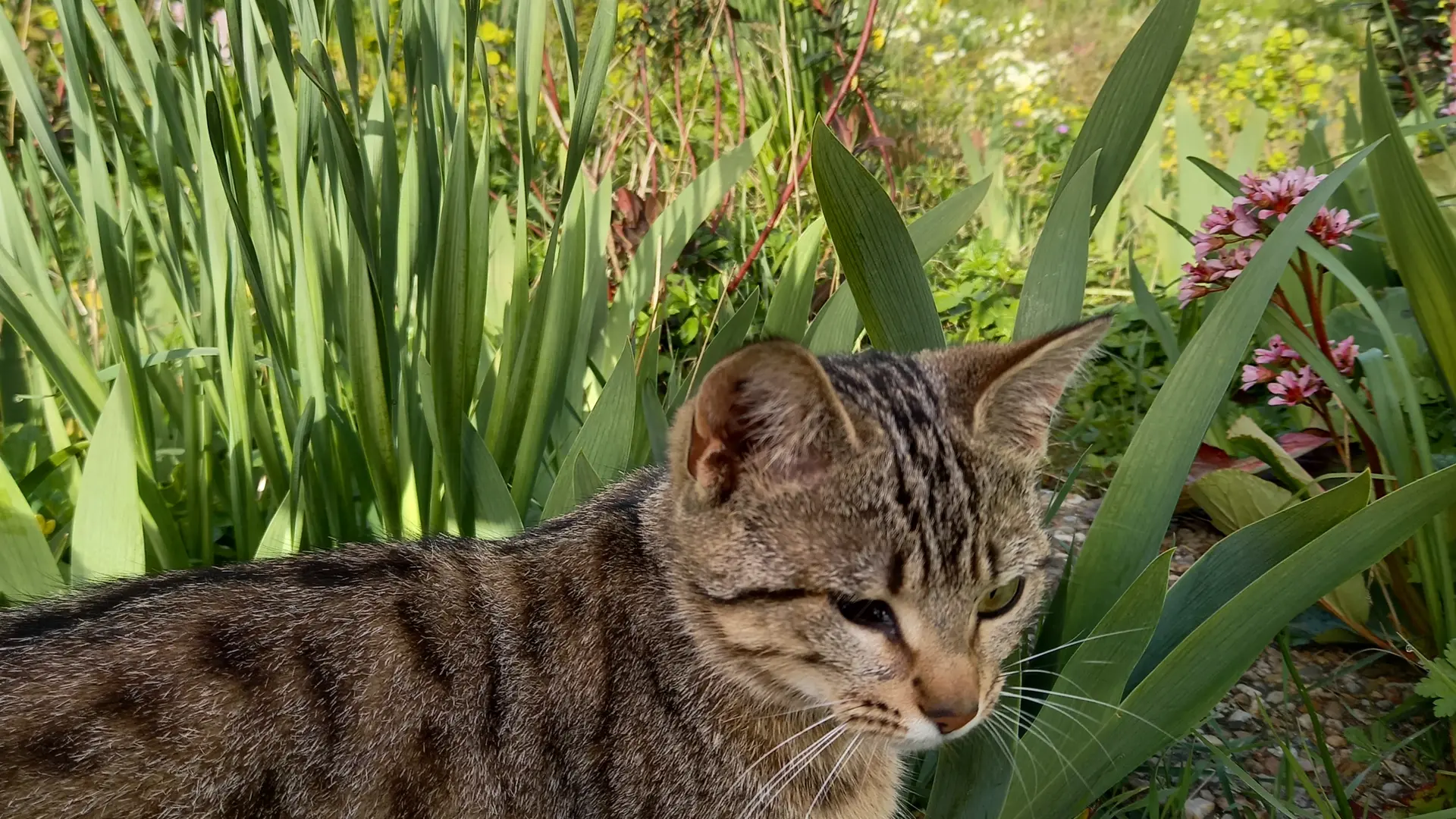 Cookie, le chat de la Ferme Auberge de la Lionnière