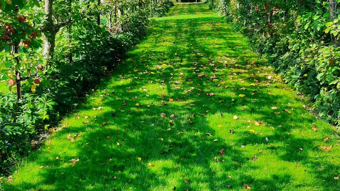 Treille de pommiers palissés apportant une ombre tamisée