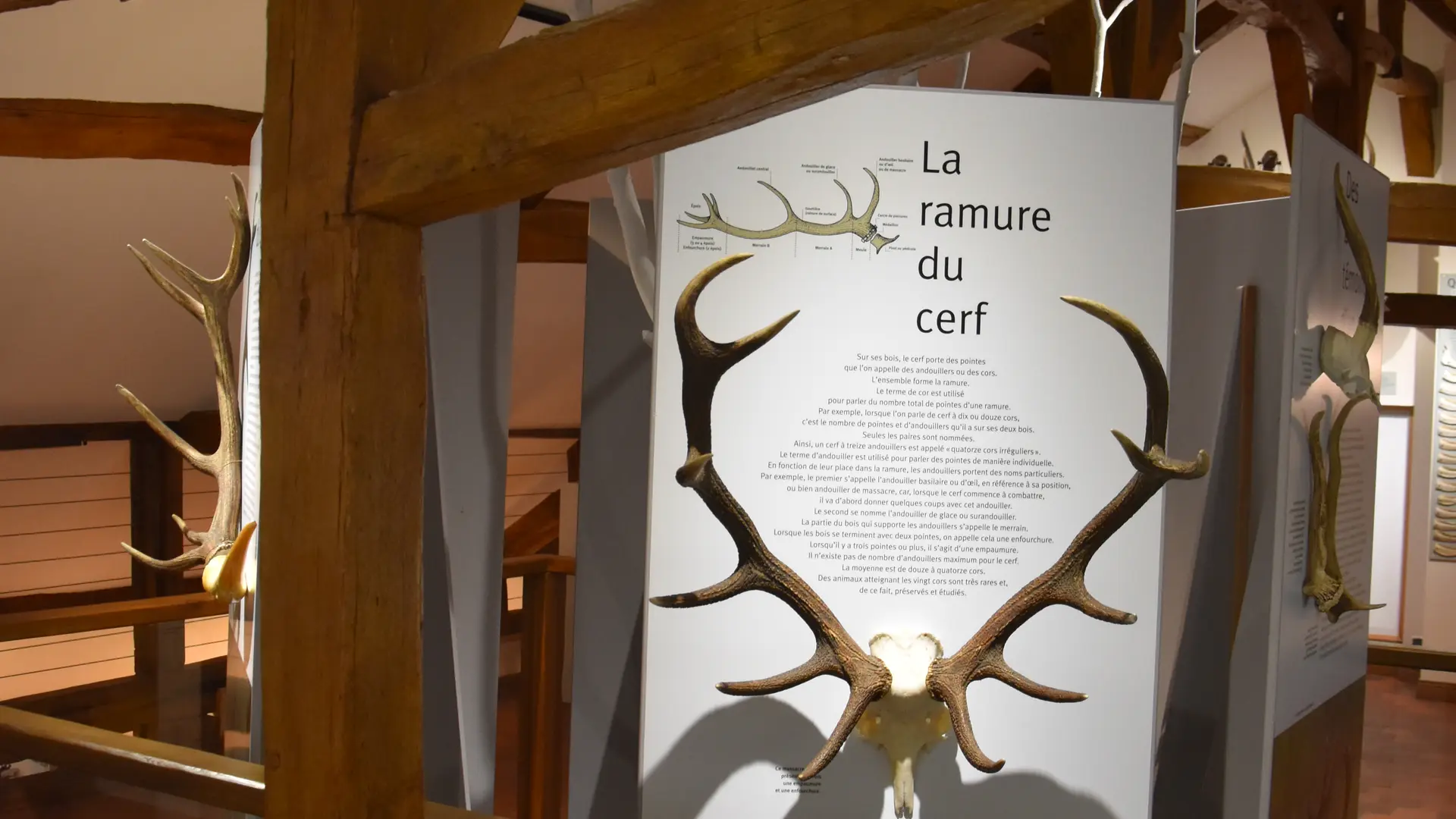 Exposition Maison du Cerf