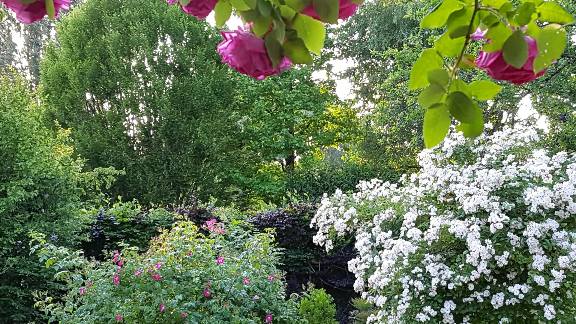 Rosier du gite au jardin de grand-pere
