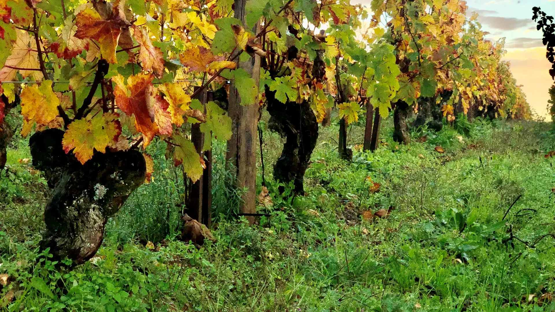 vignes