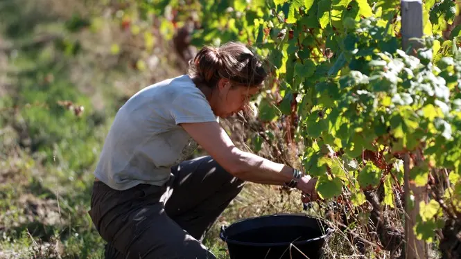 viticulteur_la méchiniere_mareuil-sur-cher