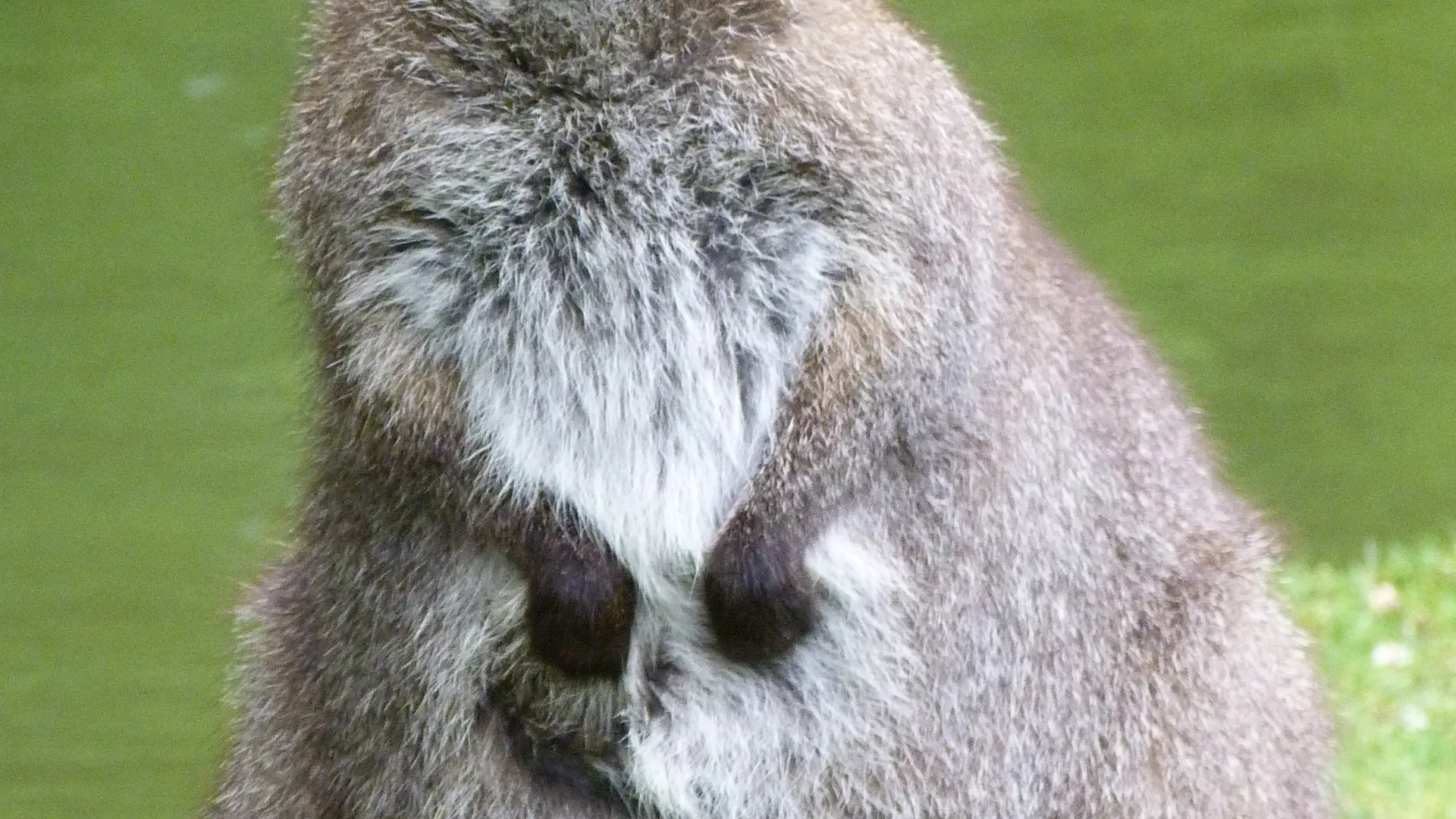 Réserve de Beaumarchais, Autrèche - Wallaby de Bennett