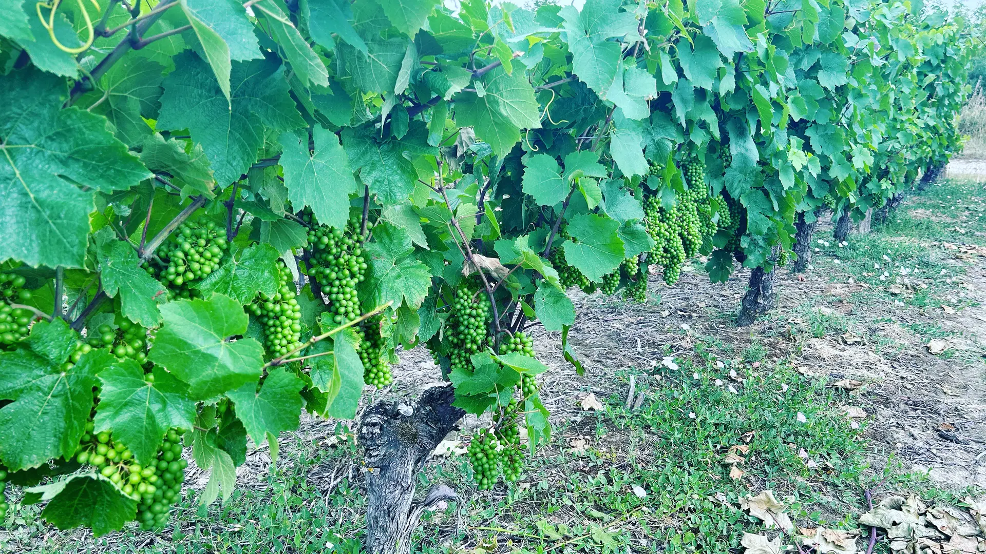 Vignes - Domaine de l'Hirondelle