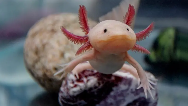 Axolotl