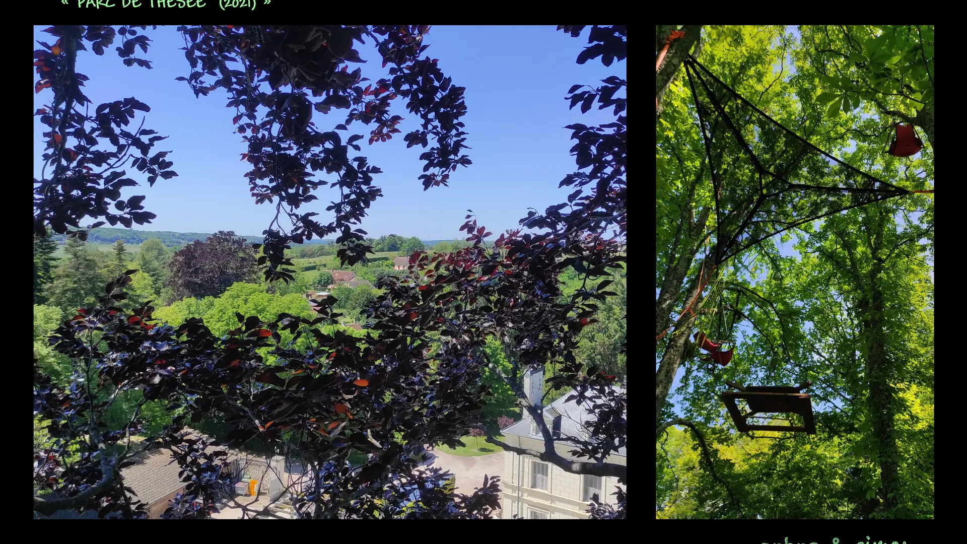 Arbre&cimes-grimpe-arbres