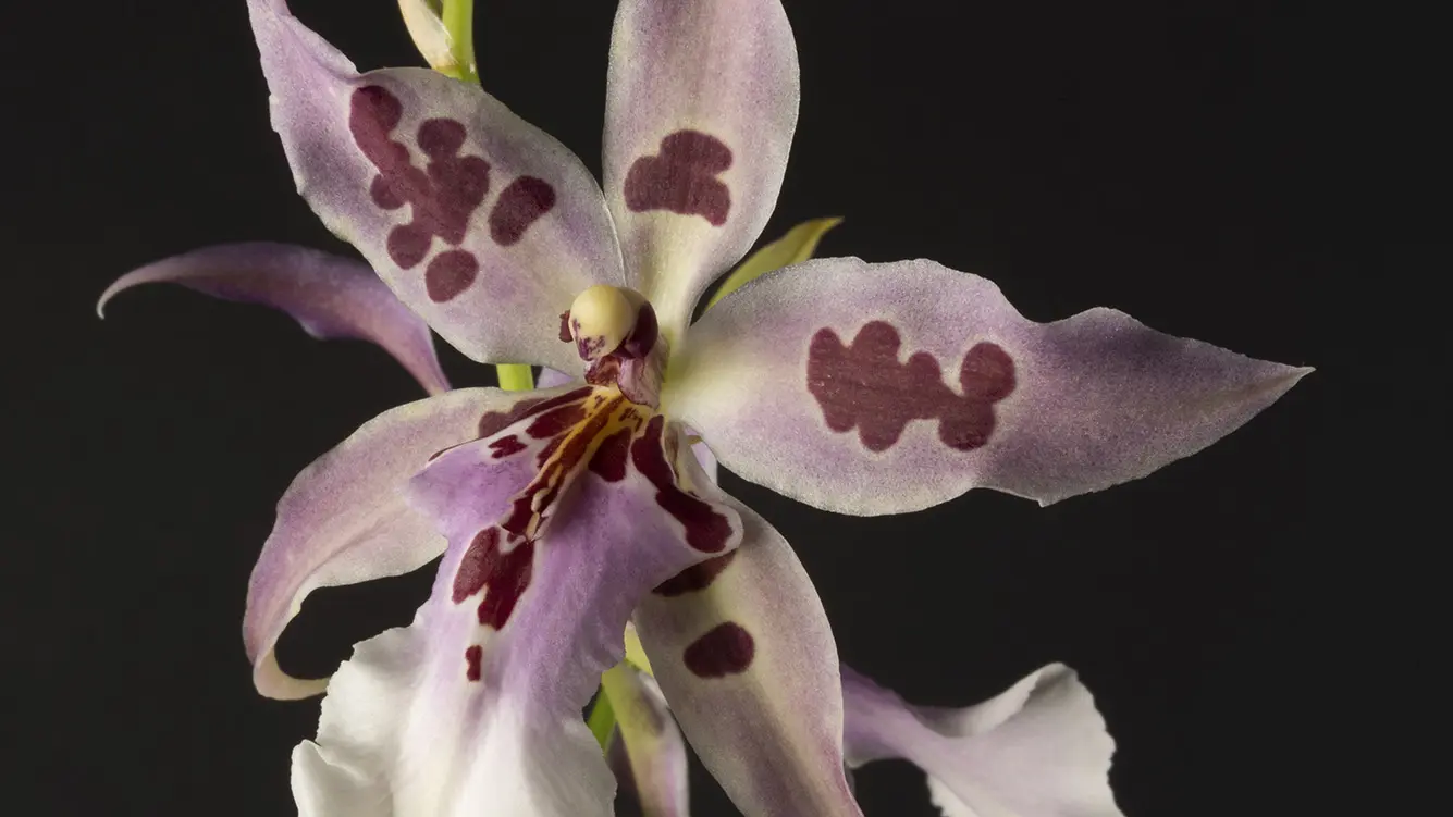 Beallara Peggy Ruth 002 Web