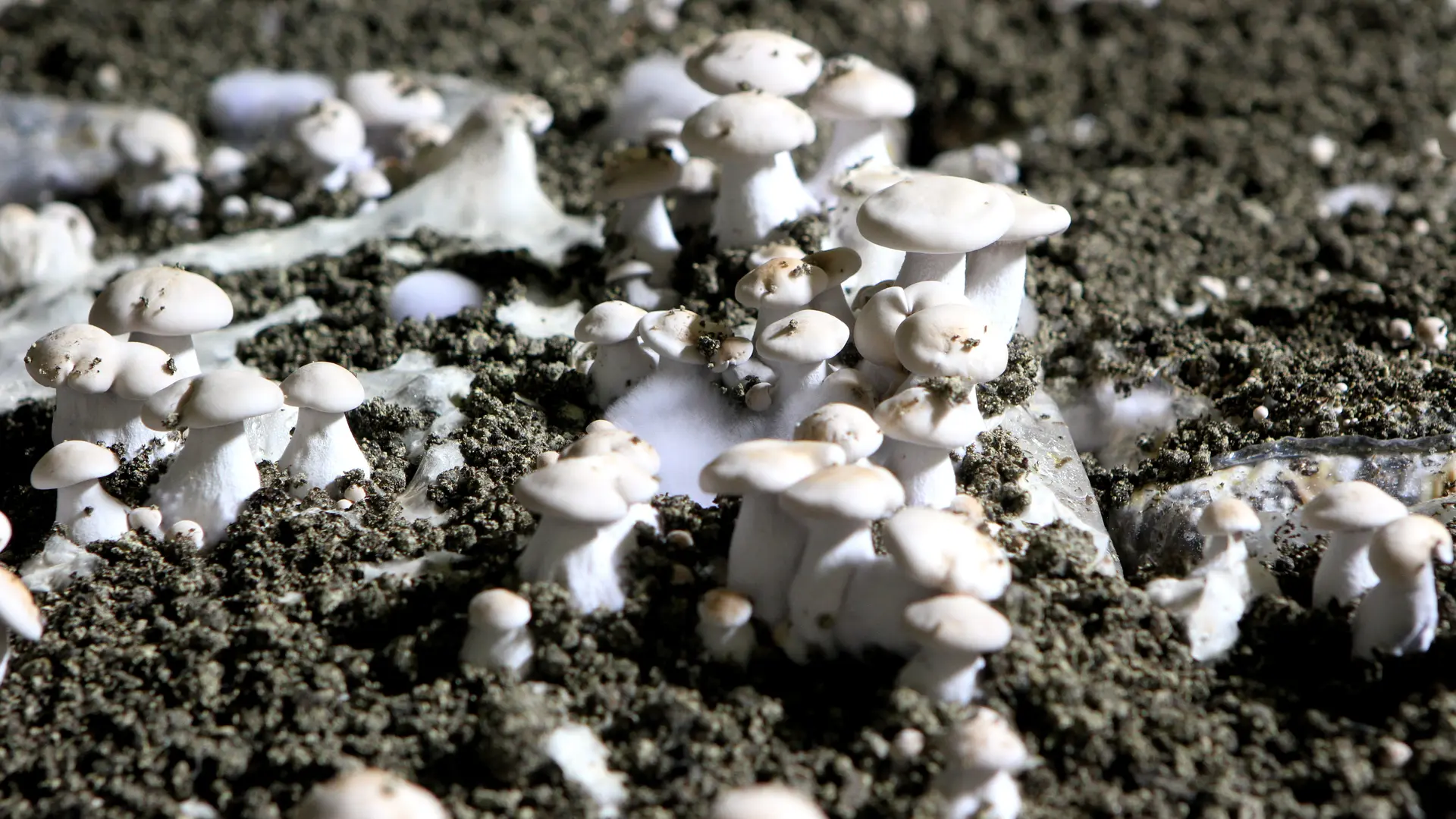 Champignons-Caves-des-Roches-Bourre©Nicolas-Derre-Conseil-departemental41  (1)